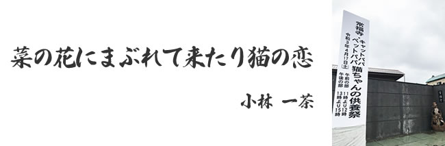 「猫ちゃんの供養祭エントランス」