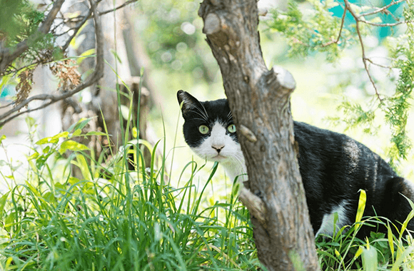 地域猫ちゃん・野良猫ちゃん　お別れプラン