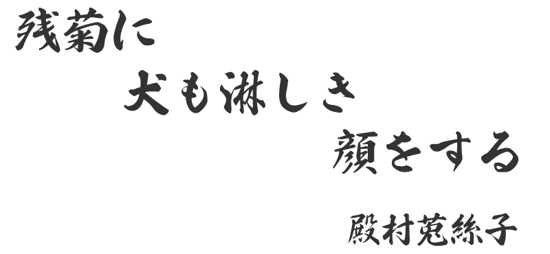 残菊に犬も淋しき顔をする(殿村莵絲子)